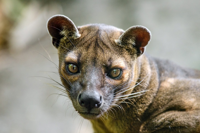 What a Fossa looks like